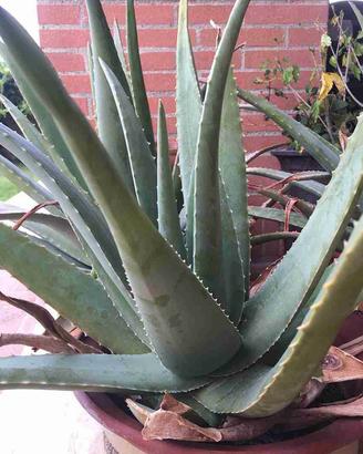 pianta aloe arborescens