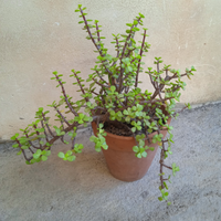 Pianta da giardino