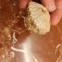 fossile di conchiglia bivalve