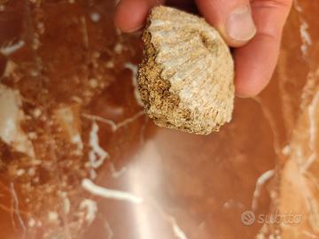 fossile di conchiglia bivalve