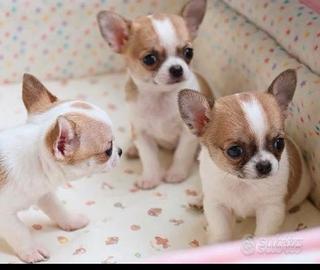 CHIHUAHUA MINI TOY 