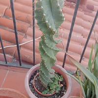 Cactus a spirale 65cm