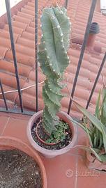 Cactus a spirale 65cm