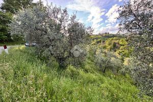 TER. AGRICOLO A PISTOIA