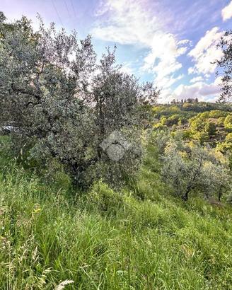 TER. AGRICOLO A PISTOIA