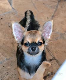 cucciolo chihuahua con pedigree enci 