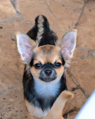 cucciolo chihuahua con pedigree enci 