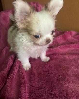 Micro chihuahua toy da adulto 1 kilo