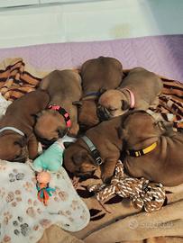 Cuccioli Bulldog Francese Enci