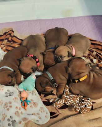 Cuccioli Bulldog Francese Enci
