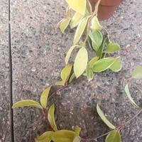 pianta di hoya krimson queen 