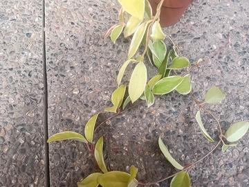 pianta di hoya krimson queen 