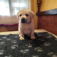 Disponibile ultimo cucciolo di labrador giallo