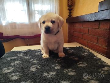 Disponibile ultimo cucciolo di labrador giallo