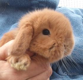 Conigli nani ariete e testa di leone