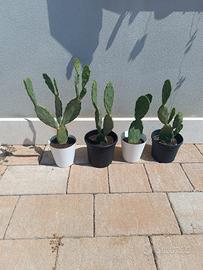 fichi d'india 