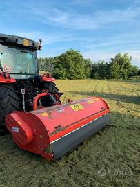 Trinciastocchi maschio