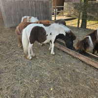 Mini pony
