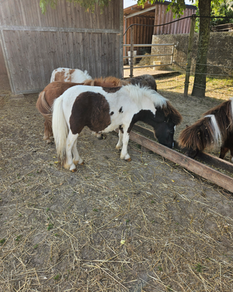 Mini pony