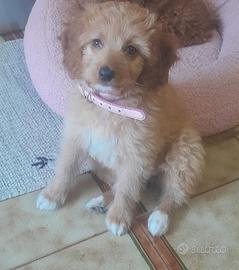 Barboncina incrocio con cocker spaniel