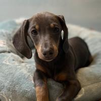 Cucciola di bassotto nano blu