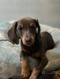 Cucciola di bassotto nano blu