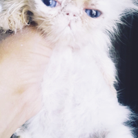 Gatto delle.nevi