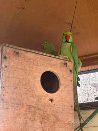 Pulli di parrocchetto dal collare