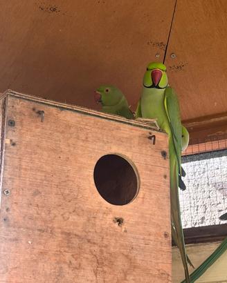 Pulli di parrocchetto dal collare