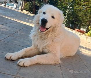 Pastore Abruzzese Maremmano X MONTA