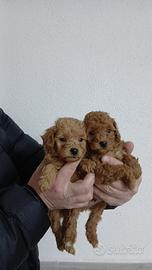 Barboncini mini mini toy