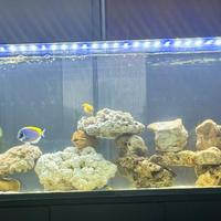 Acquario 150x50x50