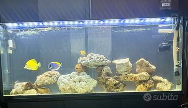 Acquario 150x50x50