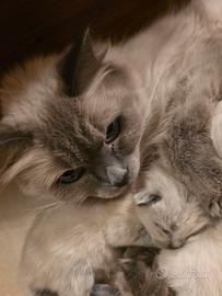 gattini himalayani ( come sacri di Birmania)