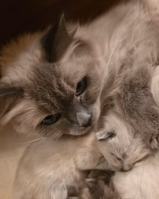 gattini himalayani ( come sacri di Birmania)