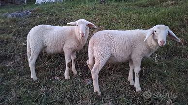 Agnelli incrocio Romanov Bergamsca