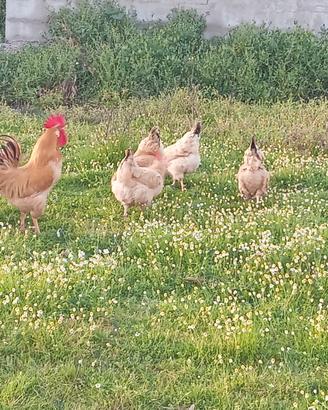 Galline ornamentali