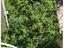 Immagine 12