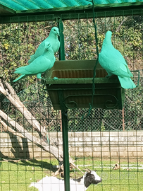 Piccioni viaggiatori