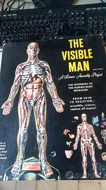 The Visible man