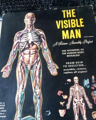 The Visible man