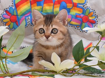 Femmina British shorthair