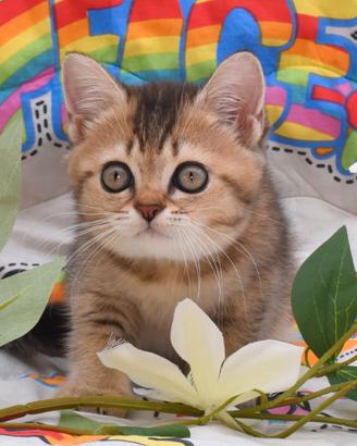 Femmina British shorthair