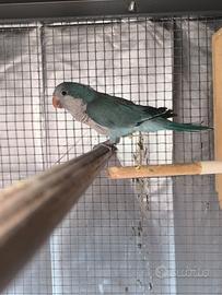 Femmina parrocchetto Monaco