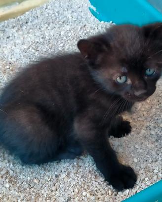 Piccolo gattino nero