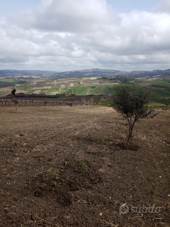 Terreno con rustico di circa 60000 (24 tumoli circ