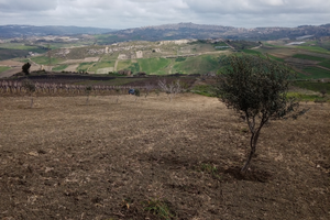 Terreno con rustico di circa 60000 (24 tumoli circ