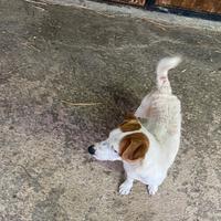 Jack russel