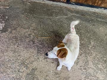 Jack russel