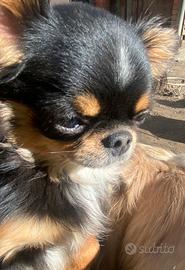 Chihuahua ipertipico tricolore con pedigree enci